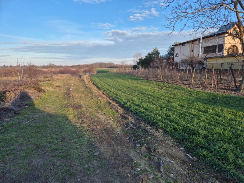 Tandava vand teren in cu deschidere la padure (Gradinari, Giurgiu)